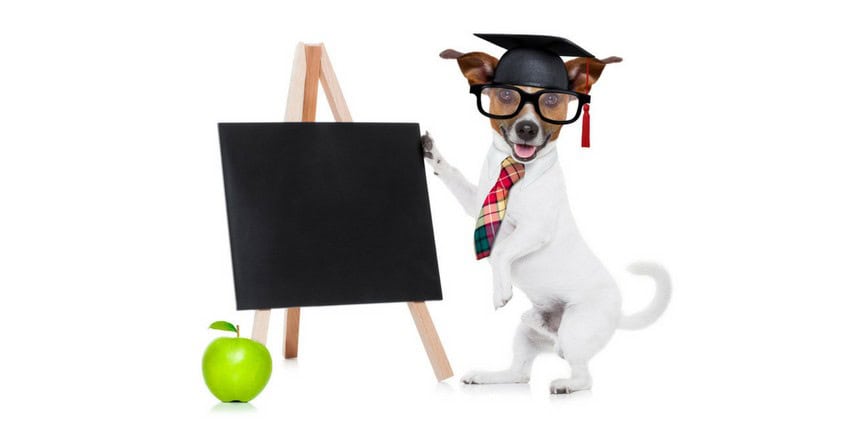 dog-school-canva