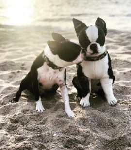 Dog Gift Ideas For Dog Owners 3