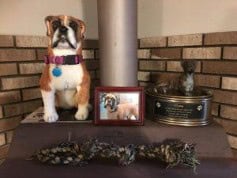 New Dog After a Loss of a Pet 2