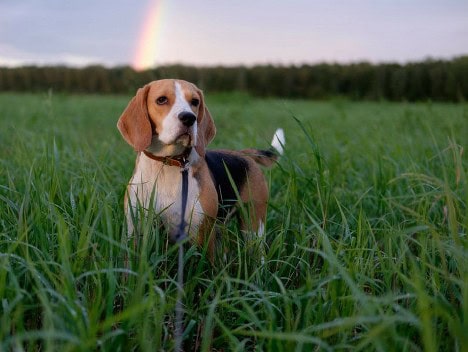 How to Cope After Your Pet Travels Over the Rainbow Bridge