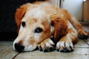 help with canine grief
