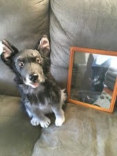 petsies pet stuffed animal