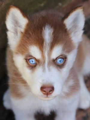 beauty of siberian husky