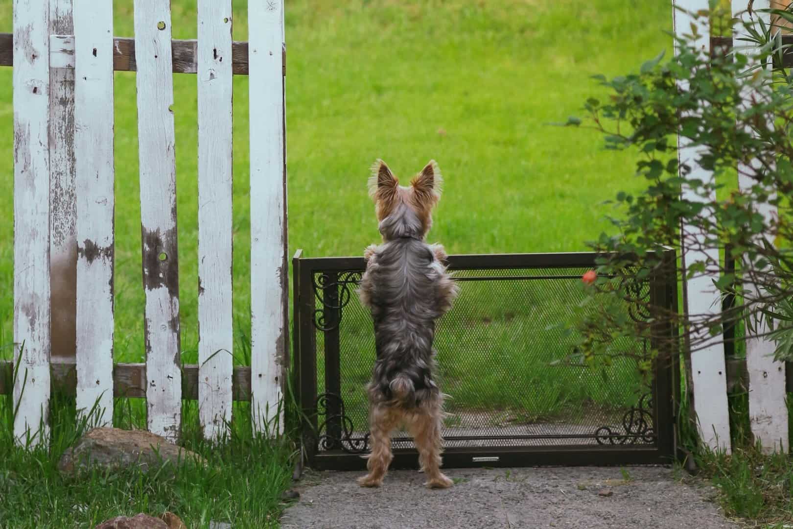 Keeping Your Backyard Safe for Pets